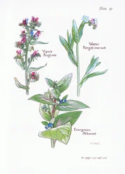 Evergreen Alkanet, Vipers Bugloss, Water Forget-Me-Not, 1951