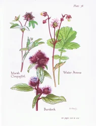 Marsh Cinquefoil, kardborre, Water Avens, 1951