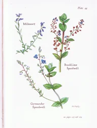 Milkwort, Brooklime, Speedwell, Germander Speedwell