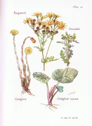 Trasört, Groundsel, Coltsfoot, 1951
