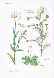 Scentless Mayweed, Daisy, Ox-Eye Daisy, 1951