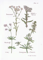 Sneezewort, Milfoil eller Yarrow, Woodruff, Goosegrass eller Cleavers, 1951