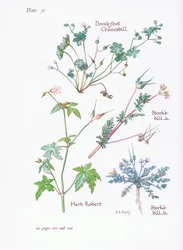 Storks Bill, Doves Foot, Cranesbill, Herb Robert, 1951
