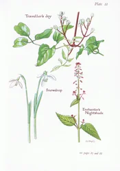 Travellers Joy, Enchanters Nightshade, Snowdrop, 1951