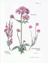 Valerian, Heather or Ling, Cross Leaved Heath, 1951