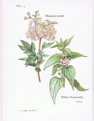 White Deadnettle, Meadow Sweet, 1951