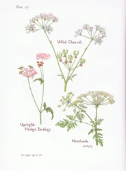 Wild Chevril, Hemlock, Upright Hedge Persilja, 1951