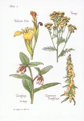 Gul iris, tansy, vallört, vanligt paddlin, 1951