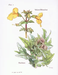 Yellow Mimulus, Henbane, 1951