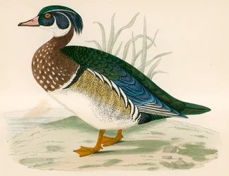 Sommaranka