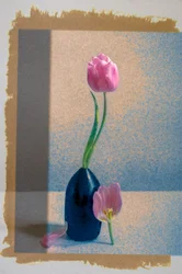 Stilleben med rosa tulpaner
