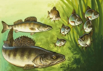 Pike