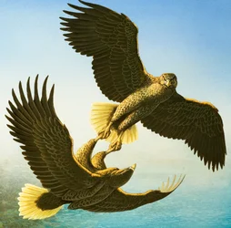 Sea Eagles (gouache på papper)