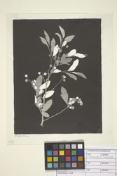 Huckleberry (bläck på papper)