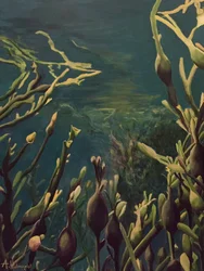 Undervattensskog av kelp