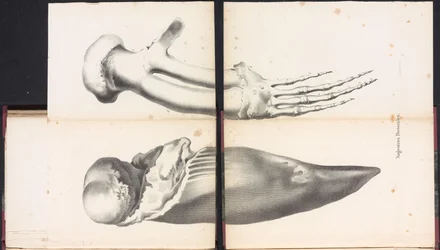 Pectoral fenor av valen, 1827 Nageoires Pectorales (titel på objekt)