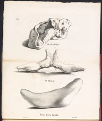 Tre delar av valens hyoidben, 1827 Os du Rocher / Os Hyoid / Corne de l
