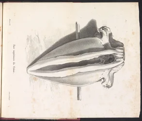 Valskalle, 1827 Face supérieure du Crâne (titel på objekt)