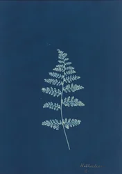Hothocleana,ca. 1850-talet (foto)
