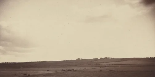 Utsikt över fält med kor,1850-1860-tal (foto)