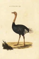 Vanlig struts, Struthio camelus