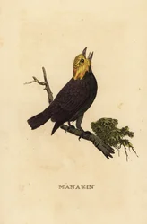 Guldhuvud manakin, Ceratopipra erythrocephala