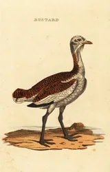 Stor bustard, Otis tarda