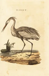 Häger, Ardea alba