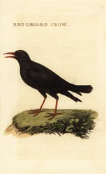Rödnäbbchough, Pyrrhocorax pyrrhocorax