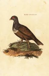 Skotsk ripa, Lagopus lagopus scotica