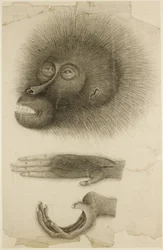 Huvudet och händerna på en orangutang, ca 1818-30 (penna och akvarell på papper)