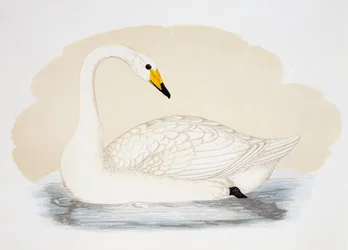 Vild svan (Cygnus cygnus), gravyr, Storbritannien