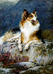 Collie i ett landskap