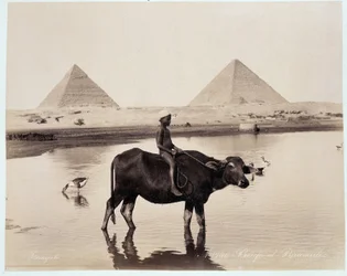 Ett barn och en oxe i en vattenmassa vid foten av pyramiderna Chephren (Khephren) och Kheops (Cheops, Keops, Khoufu, Khufu) a Guizeh (Guiseh, Giza, Giza) - fotografi av Freres Zangali, sent 19:e århundrade