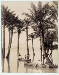 En palmlund vid foten av pyramiderna i Egypten - fotografi av bröderna Zangali, sent 1800-tal