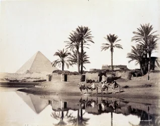 Kameler som dricker vid foten av pyramiderna i Egypten - fotografi av bröderna Zangali, sent 1800-tal
