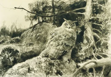 Berguv (Eagle Owl) Bubo Bubo