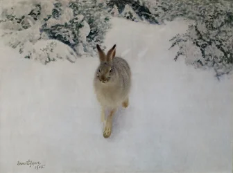 Hare på vintern