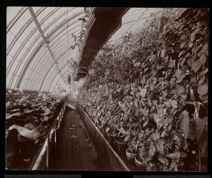 Orkidéer i ett växthus på Helen Gould-gården (sen Jay Goulds bostad) i Tarrytown, New York, 1894 (silvergelatintryck)
