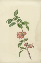 Blommande gren japanska körsbär