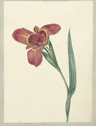 Blomma som heter Ferraria Tigrina