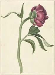 Blomma av pionen