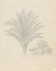 Palmträd och blad grupp