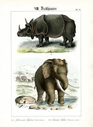 Afrikansk elefant och indisk noshörning