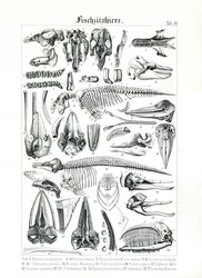Anatomisk illustration av marina däggdjur