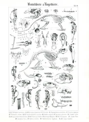 Anatomisk illustration av pungdjur och gnagare