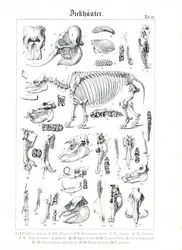 Anatomisk illustration av tjockhudingar