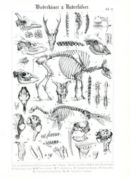 Anatomisk illustration av idisslare och sälar