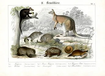Australiska pungdjur och monotremier