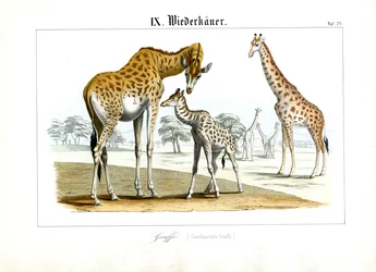 Giraffer på den afrikanska savannen